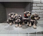Small Schnauzer (Miniature)