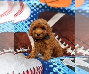 Poodle (Miniature) Puppy for sale in OXFORD, PA, USA