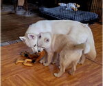 Small #7 Siberian Husky Mix