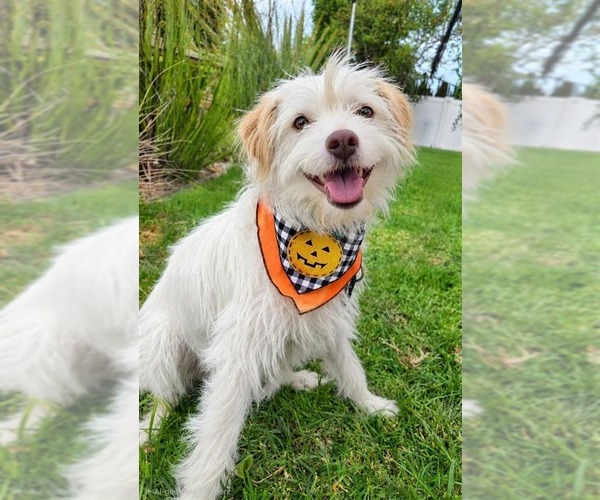 Medium Photo #2 Mutt Puppy For Sale in Lake Forest, CA, USA