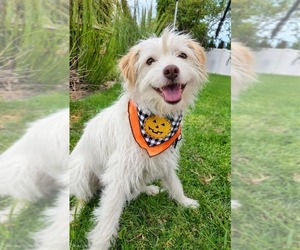 Benji - Adopt Me! - Male Mutt Dog for Adoption - Photo #2