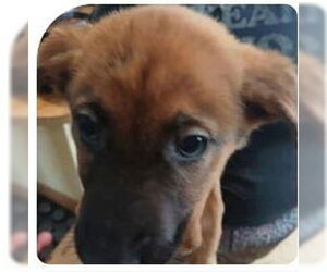 Shepradors Dogs for adoption in Minneapolis, MN, USA