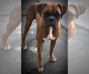 Father of the Boxer puppies born on 10/20/2019