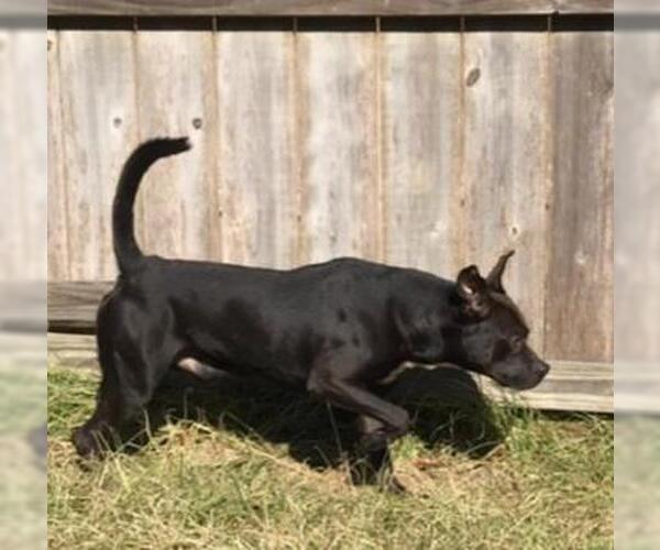 Medium Photo #3 Boxador Puppy For Sale in Jackson, MS, USA