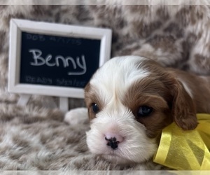 Cavalier King Charles Spaniel Puppy for sale in ABILENE, TX, USA