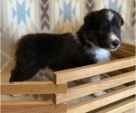 Small #10 Shetland Sheepdog