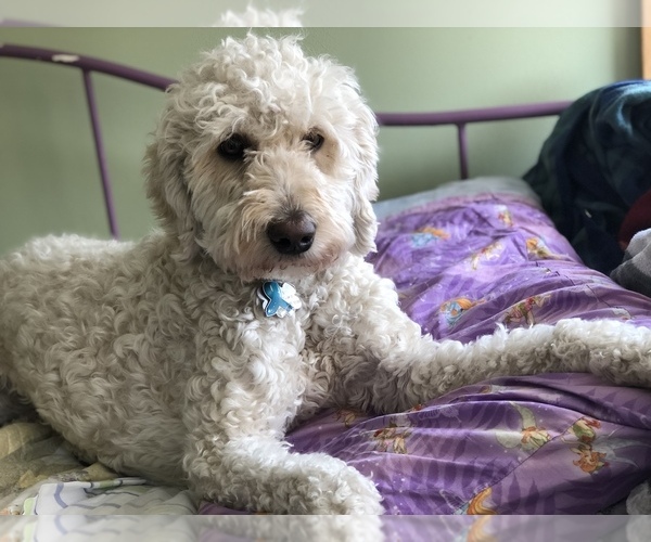 Medium Photo #1 Goldendoodle Puppy For Sale in RUSSELL, MA, USA