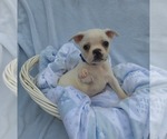 Small Photo #7 Boston Terrier Puppy For Sale in MINERAL WELLS, WV, USA
