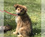 Small #2 German Shepherd Dog-Great Pyrenees Mix