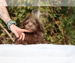 Small #33 ShihPoo