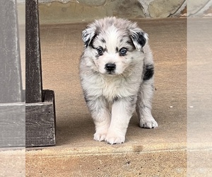 Miniature Australian Shepherd Puppy for sale in STIGLER, OK, USA