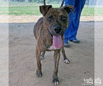 Small Plott Hound Mix