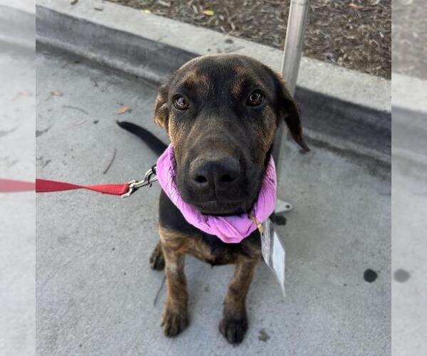 Medium Photo #8 Labrador Retriever-Unknown Mix Puppy For Sale in San Diego, CA, USA