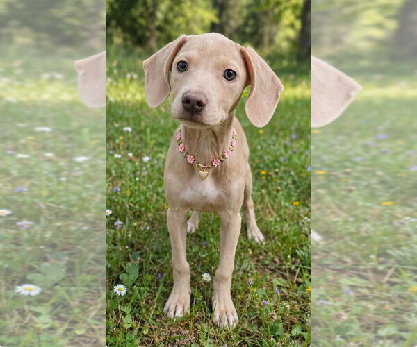 Medium Photo #2 Beagle-Unknown Mix Puppy For Sale in New York, NY, USA