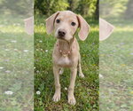 Small #1 Beagle Mix