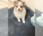 Small Pomeranian
