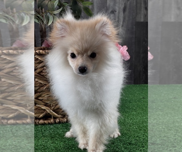 Medium Photo #8 Pomeranian Puppy For Sale in CANOGA, NY, USA