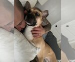 Small #9 German Shepherd Dog Mix