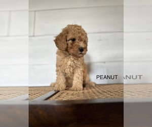 Goldendoodle (Miniature) Puppy for sale in OCALA, FL, USA