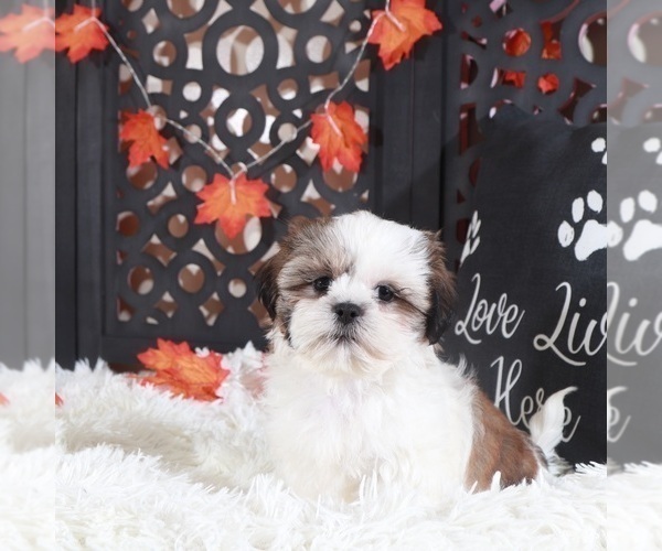 Medium Photo #1 Shih Tzu Puppy For Sale in MOUNT VERNON, OH, USA