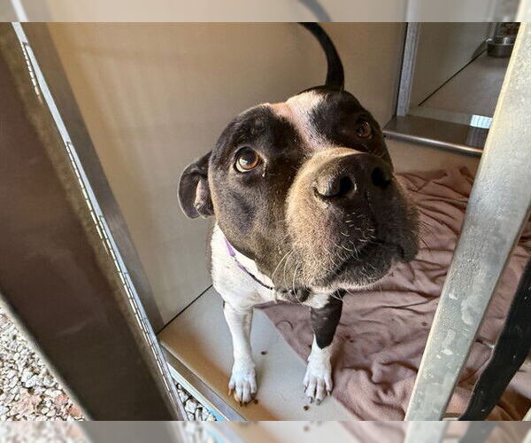 Medium Photo #1 American Pit Bull Terrier Puppy For Sale in Ocala, FL, USA