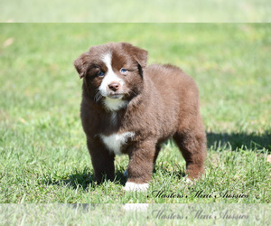 Australian Shepherd Puppy for sale in EASTON, MO, USA