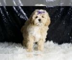 Small #1 Maltipoo