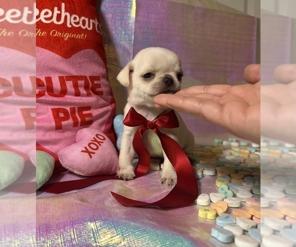 Medium Photo #22 Pug Puppy For Sale in MOUNT WASHINGTON, KY, USA