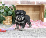 Small Schnauzer (Miniature)