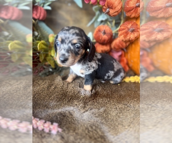 Medium Photo #6 Dachshund Puppy For Sale in VALLIANT, OK, USA