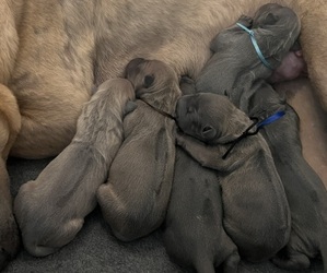 Medium Thai Ridgeback