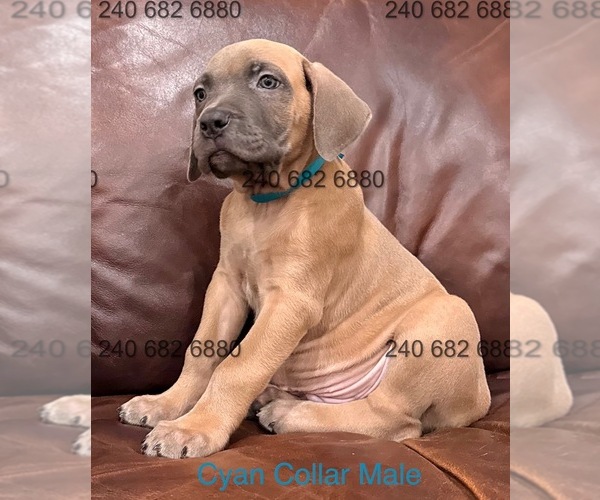 Medium Photo #22 Cane Corso Puppy For Sale in LA PLATA, MD, USA
