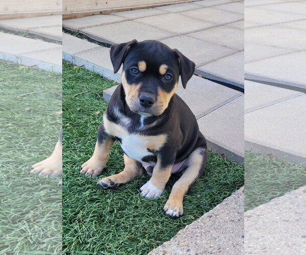 Medium Photo #2 Mutt Puppy For Sale in Des Moines, IA, USA