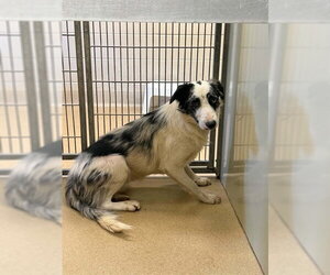 Border Collie-Unknown Mix Dogs for adoption in Santa Maria, CA, USA