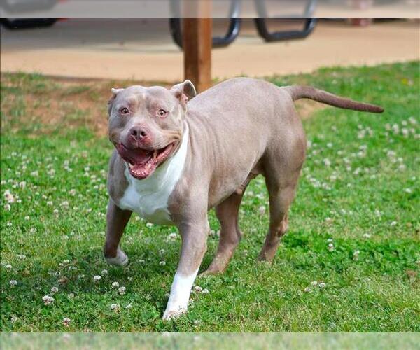 Medium Photo #1 American Pit Bull Terrier Puppy For Sale in Grovetown, GA, USA