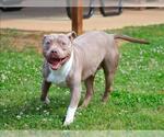Small American Pit Bull Terrier