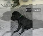 Small #3 Cane Corso