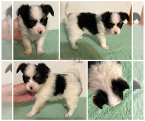 Papillon Puppy for sale in ELK RIVER, MN, USA