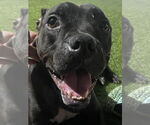 Small #15 American Pit Bull Terrier Mix