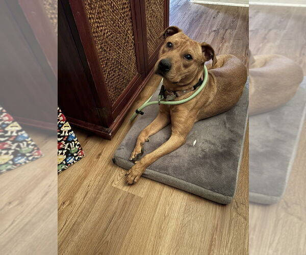 Medium Photo #4 Labrador Retriever-Unknown Mix Puppy For Sale in Boston, MA, USA