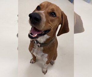 Redbone Coonhound Dogs for adoption in Webster, WI, USA