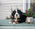 Puppy Kollin Bernese Mountain Dog