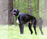 Small #2 Boxer
