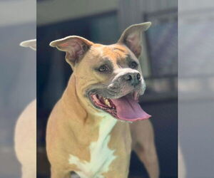 Bullboxer Pit Dogs for adoption in Tampa, FL, USA
