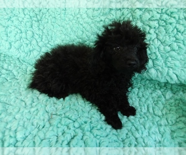 Medium Photo #2 Poodle (Toy) Puppy For Sale in LAUREL, MS, USA