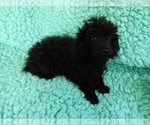 Small Photo #2 Poodle (Toy) Puppy For Sale in LAUREL, MS, USA