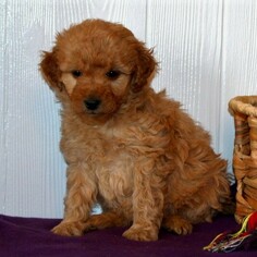 Goldendoodle-Poodle (Miniature) Mix Puppy for sale in KINZERS, PA, USA