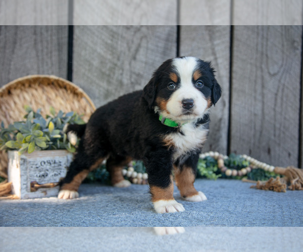 Medium Photo #3 Bernese Mountain Dog Puppy For Sale in SHREVE, OH, USA