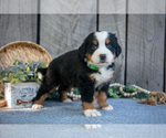 Small #2 Bernese Mountain Dog