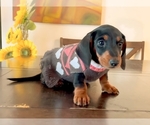 Puppy Puppy 4 Dachshund